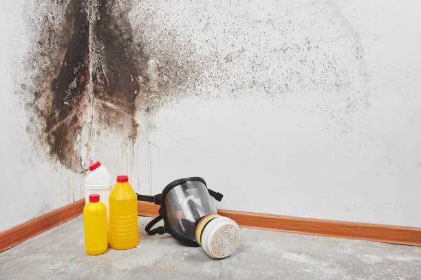 Best Black Mold Removal  in West Liberty, WV