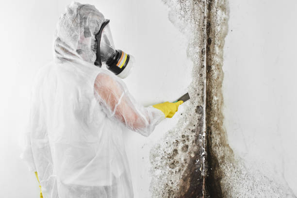 Best Emergency Mold Removal  in West Liberty, WV