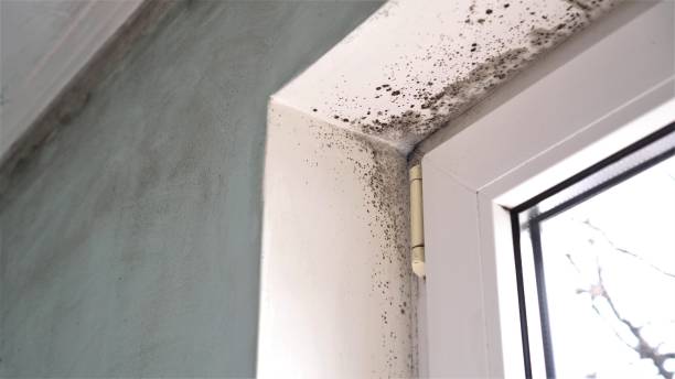 Best Residential Mold Removal  in West Liberty, WV
