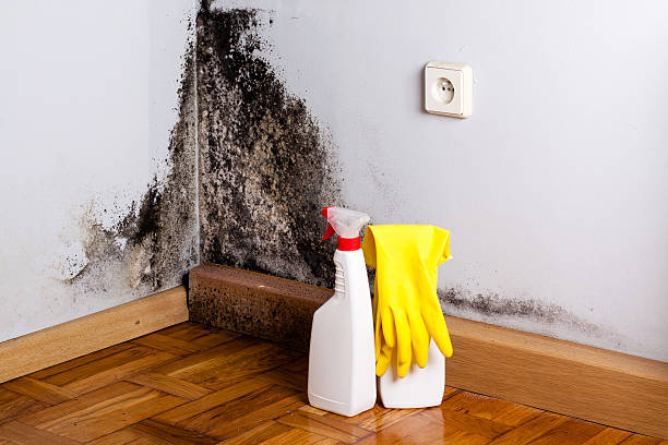 Best Residential Mold Removal  in West Liberty, WV